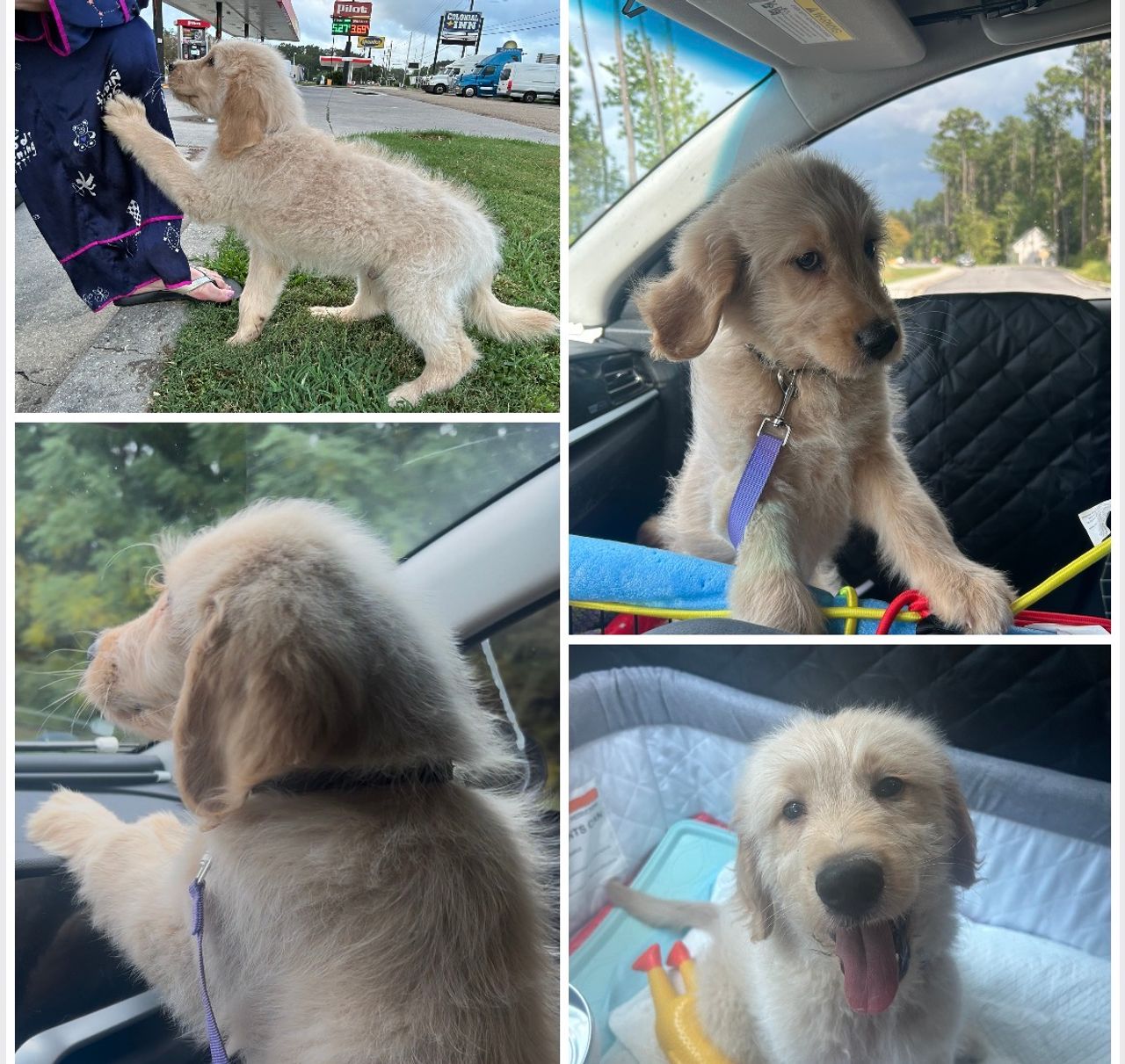 Pet travel photo 2