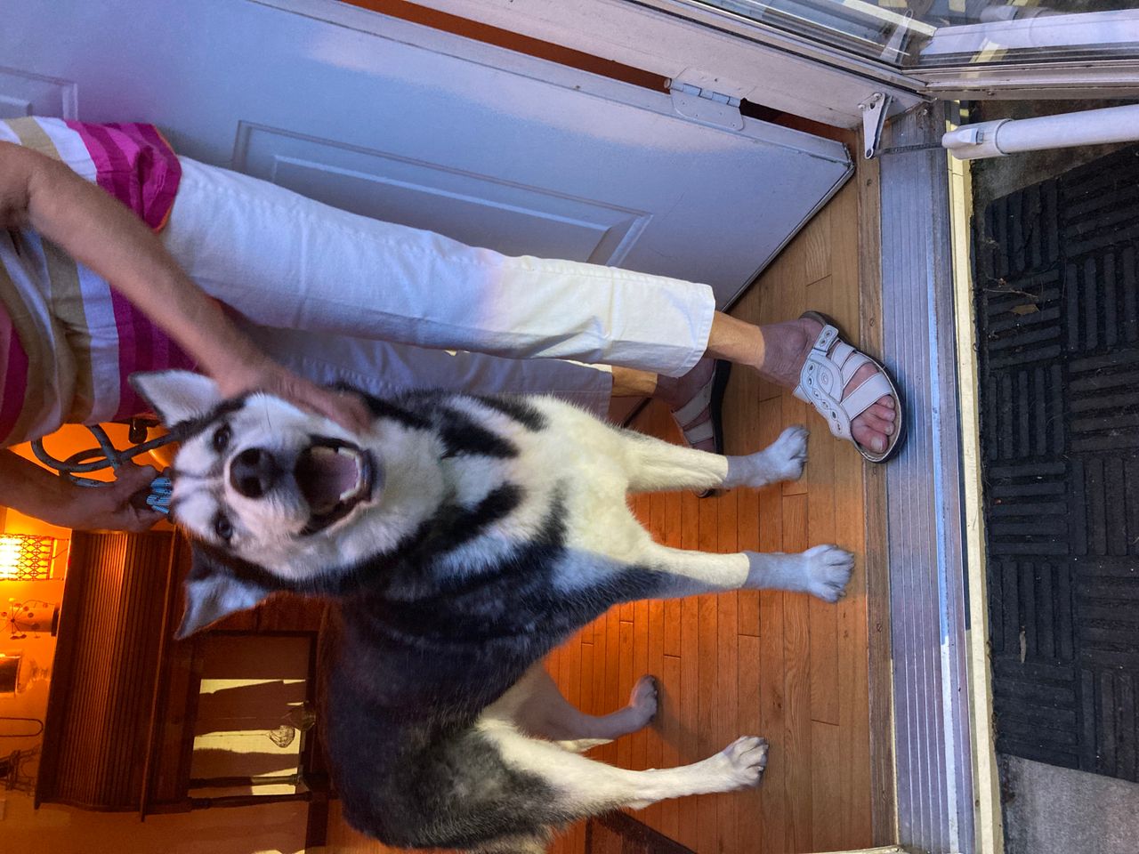 Pet travel photo 2