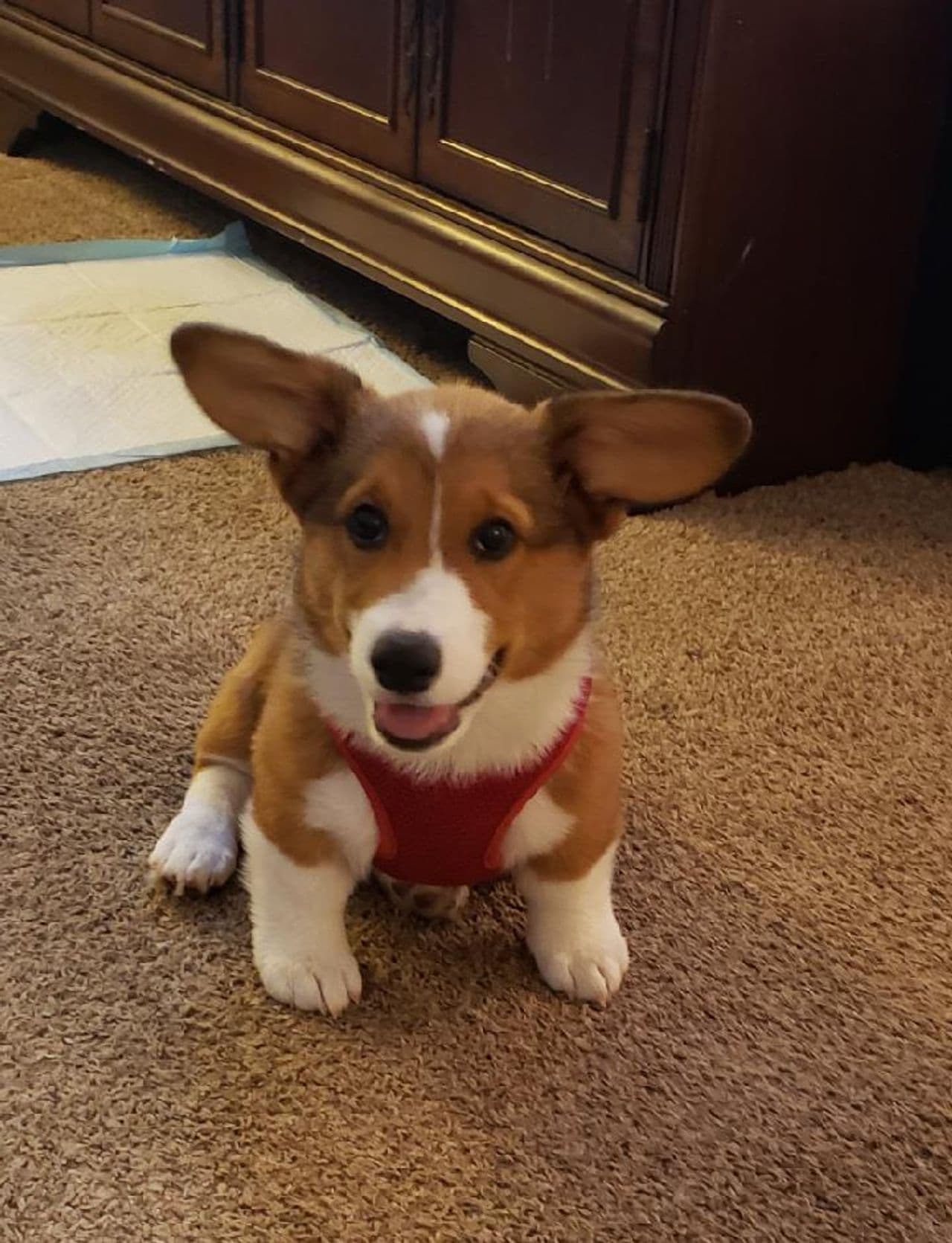 Pet travel photo 4