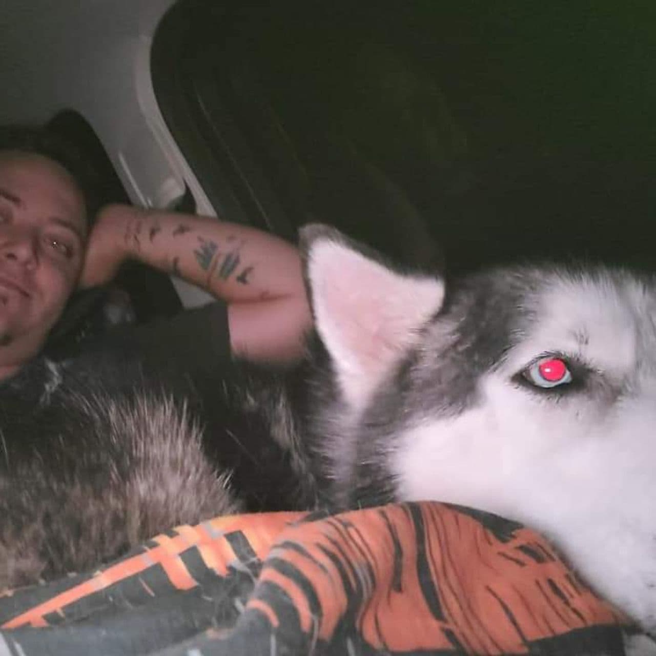 Pet travel photo 6