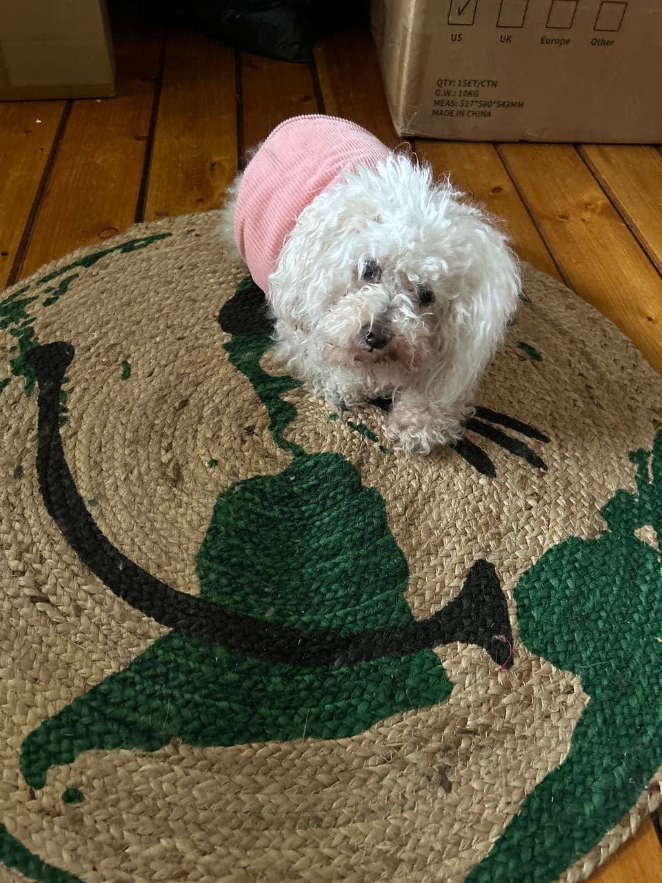 Pet travel photo 4