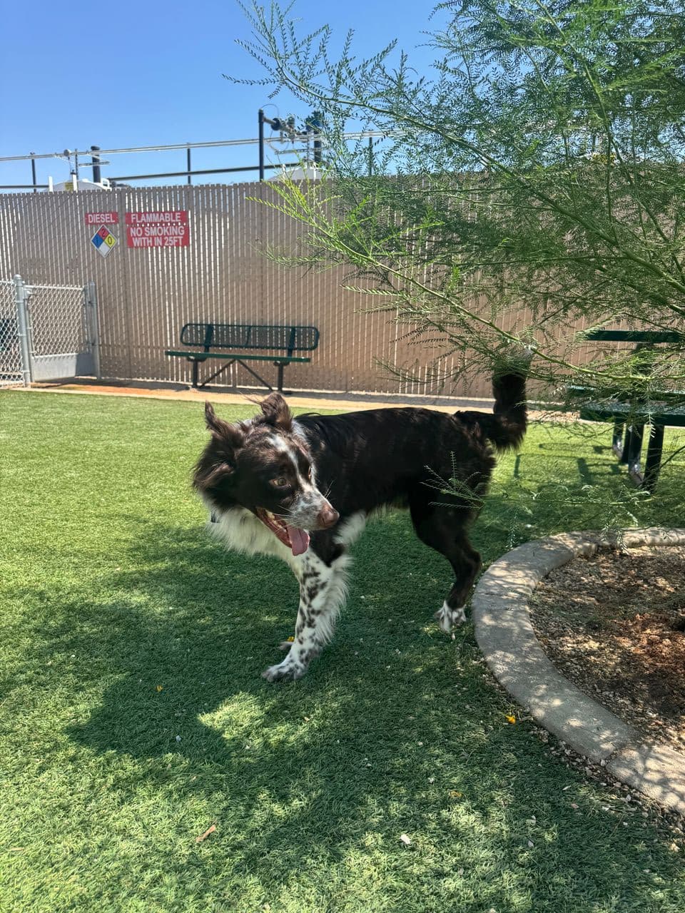 Pet travel photo 6