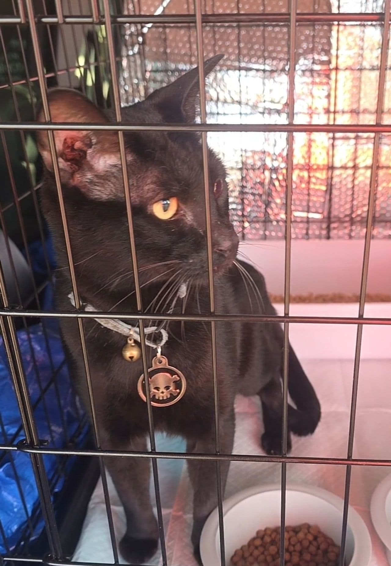 Pet travel photo 3