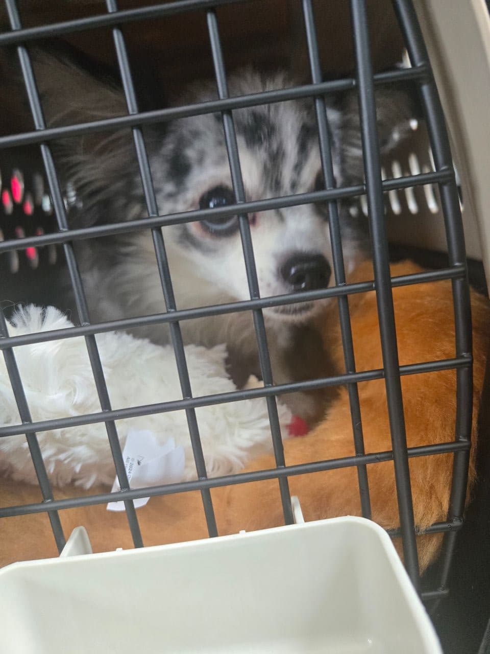 Pet travel photo 6