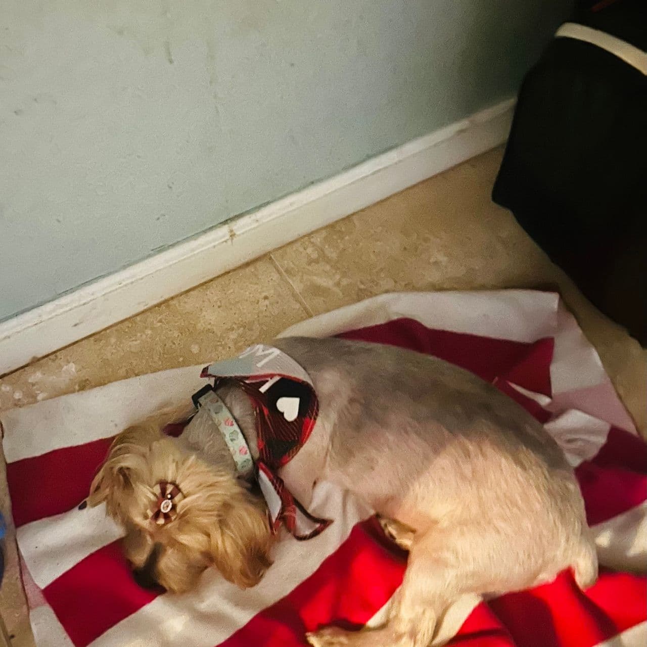 Pet travel photo 4