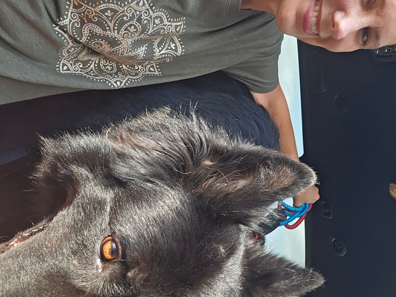 Pet travel photo 1