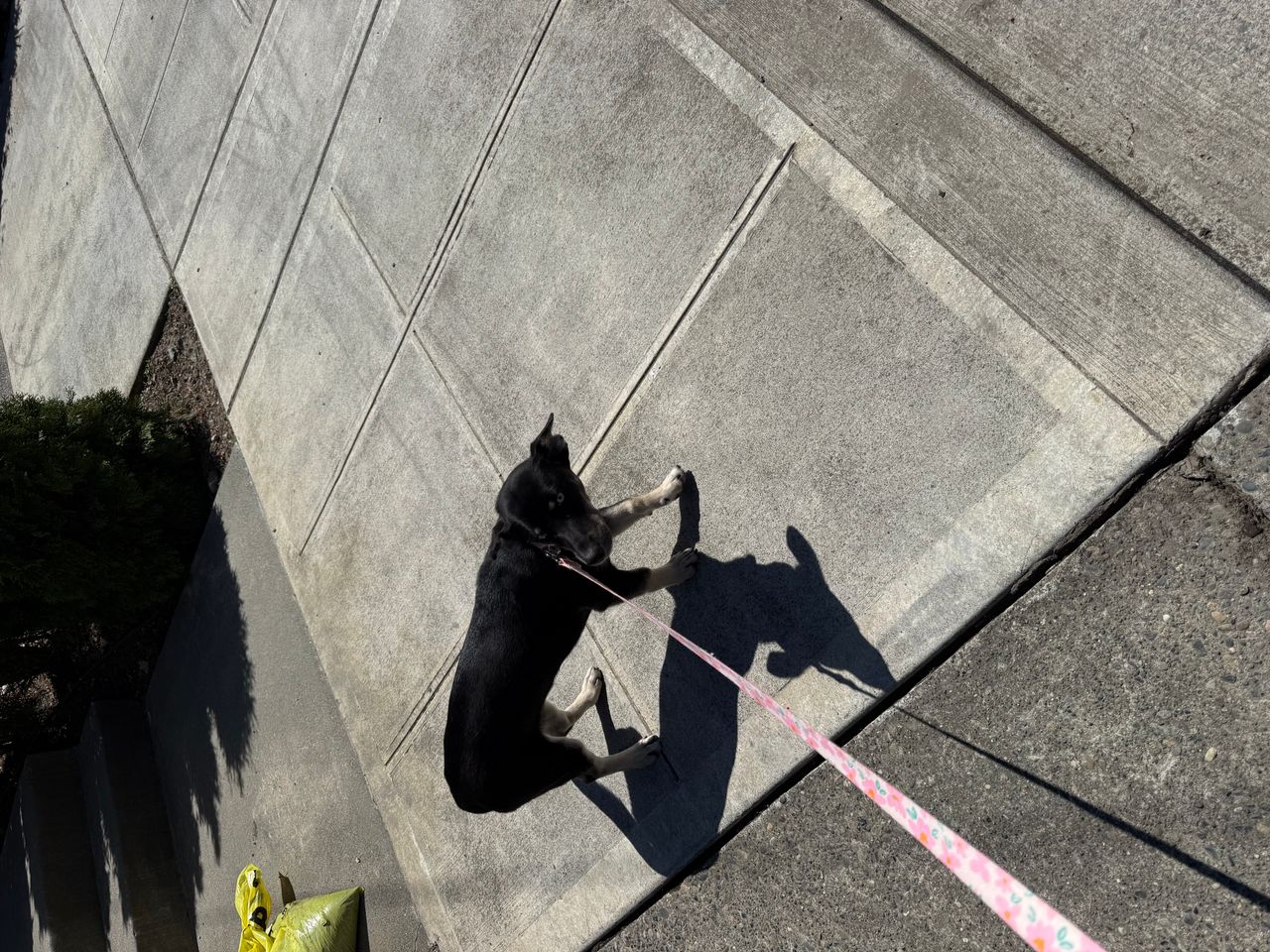 Pet travel photo 5