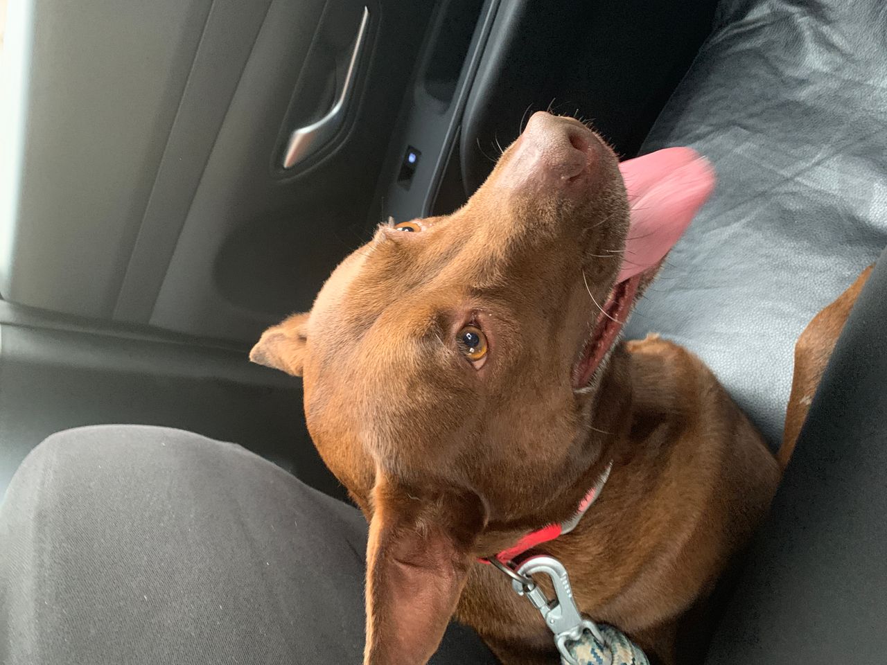 Pet travel photo 1