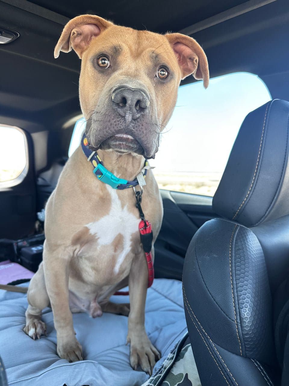Pet travel photo 3