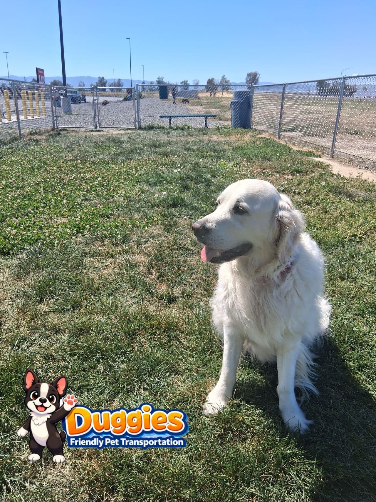 Pet travel photo 3