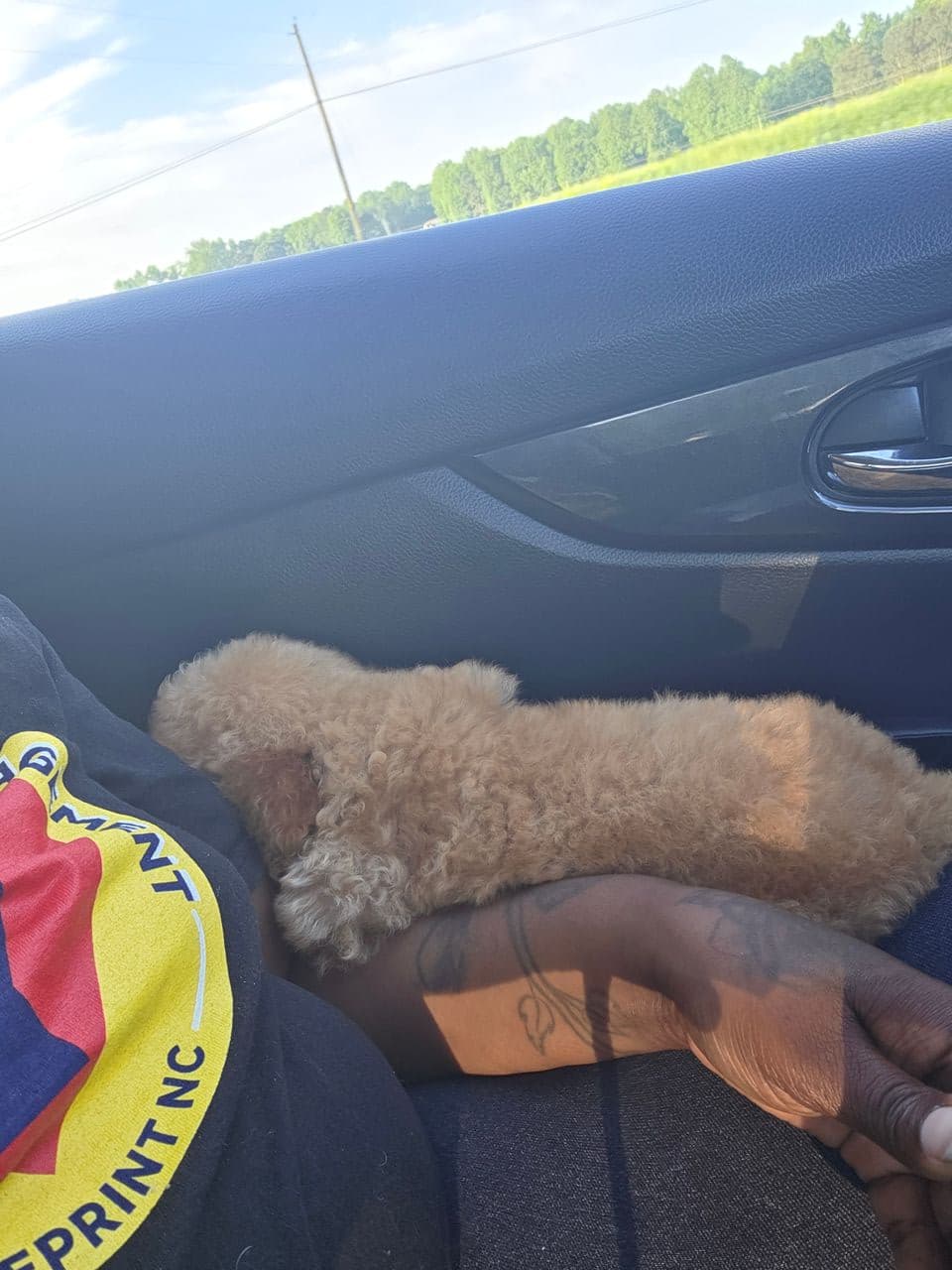 Pet travel photo 1