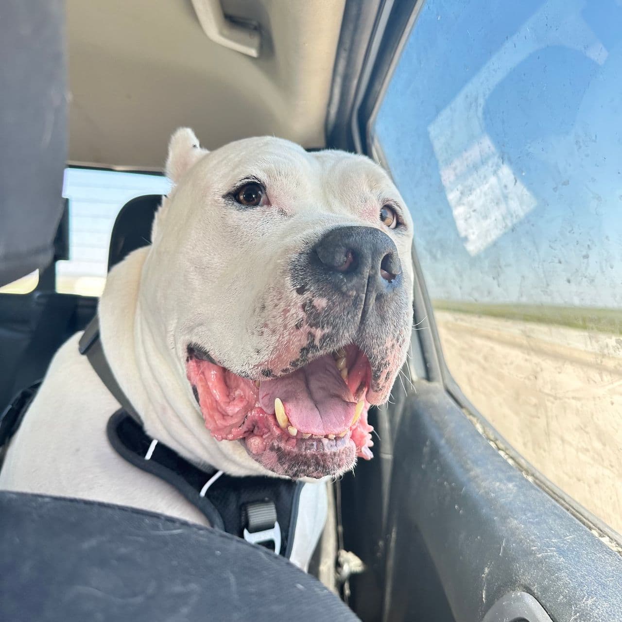 Pet travel photo 2