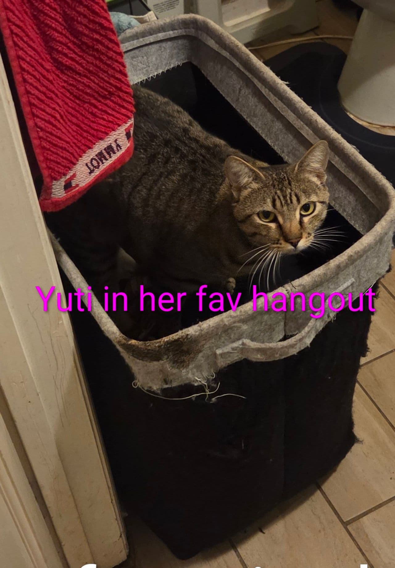 Pet travel photo 1