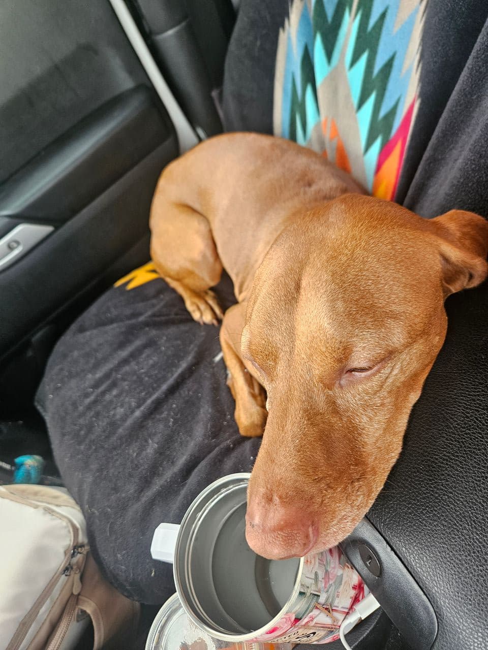Pet travel photo 1