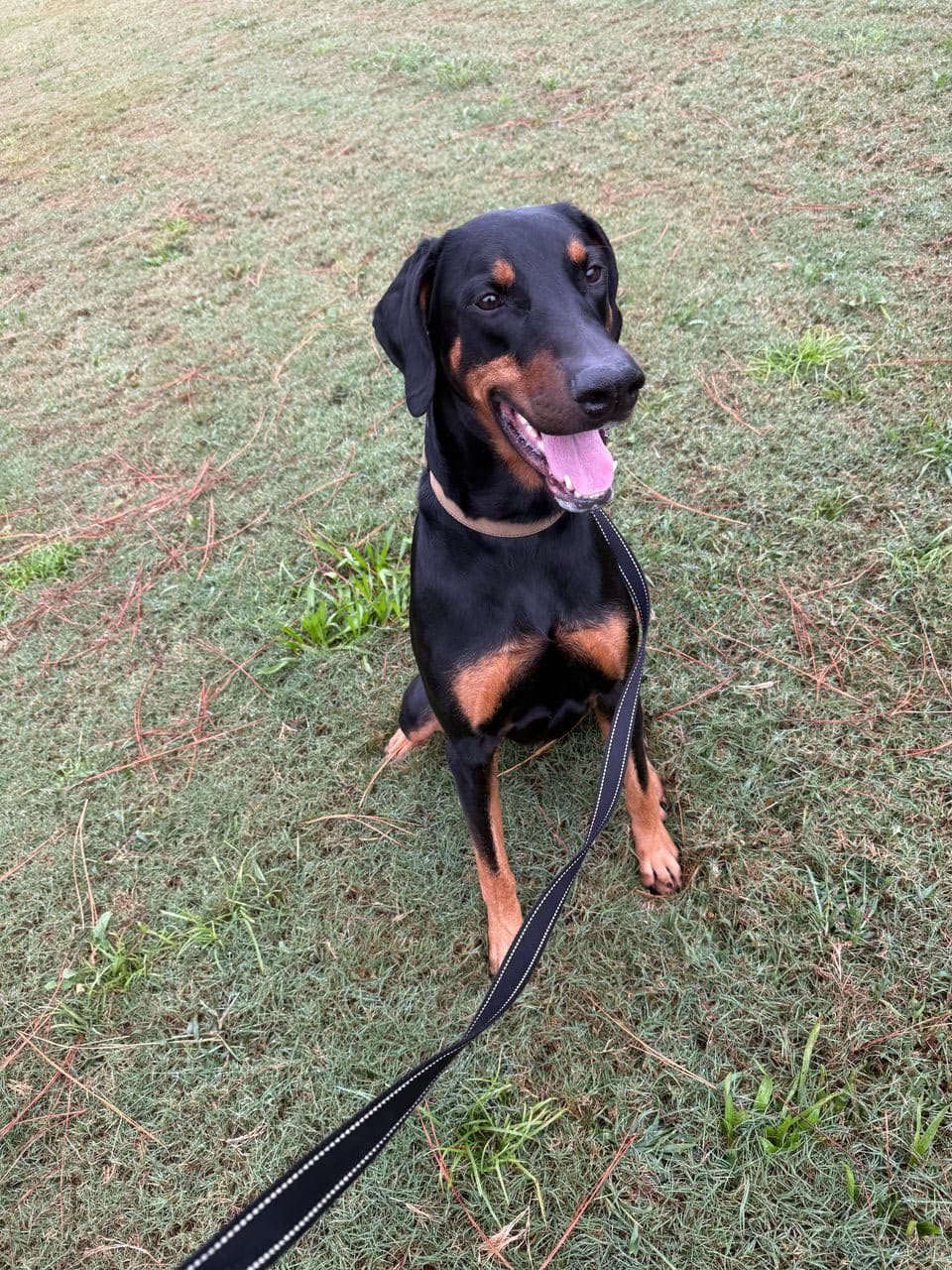 Pet travel photo 5