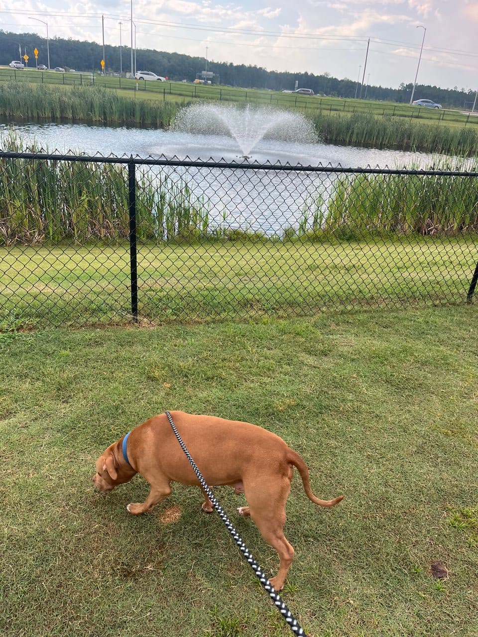 Pet travel photo 1