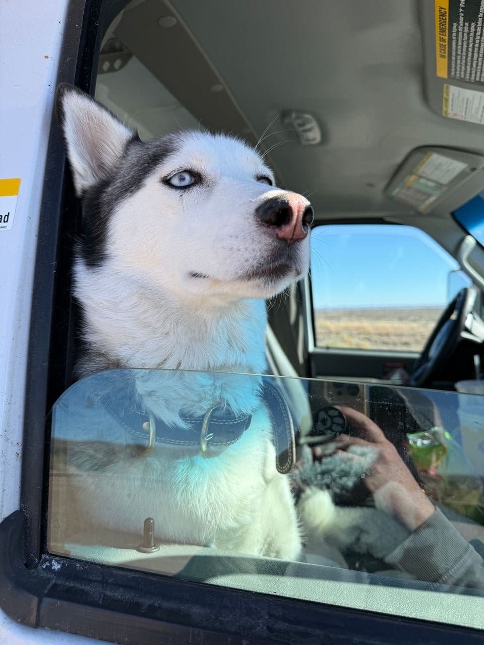 Pet travel photo 4