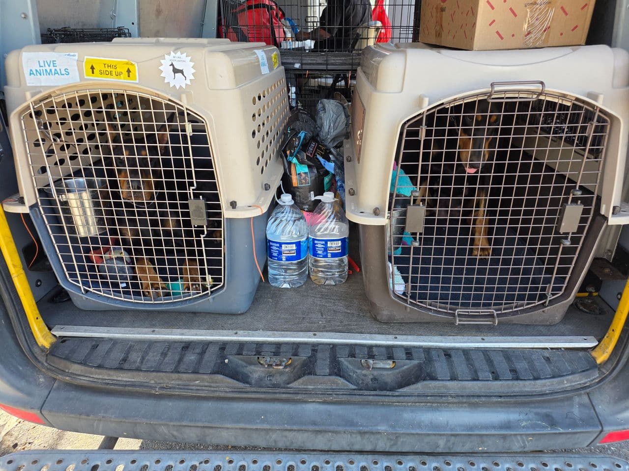 Pet travel photo 2