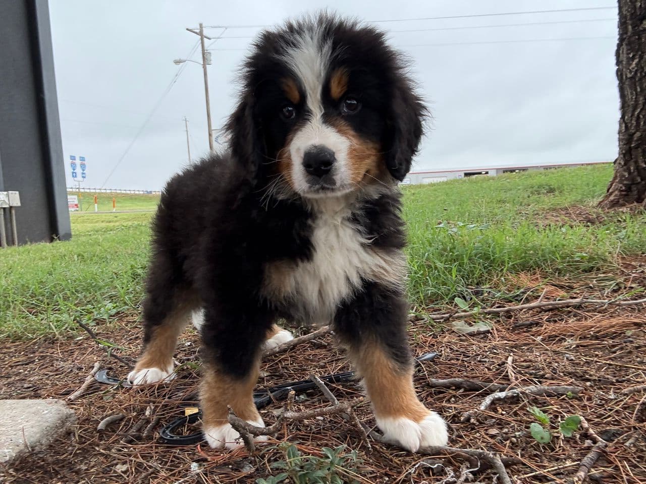 Pet travel photo 6