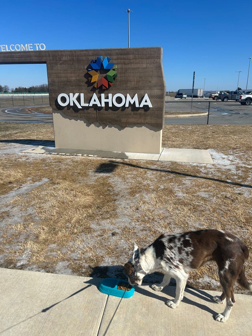 Pet travel photo 3