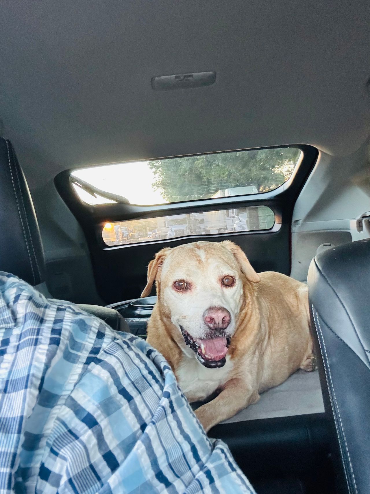 Pet travel photo 4