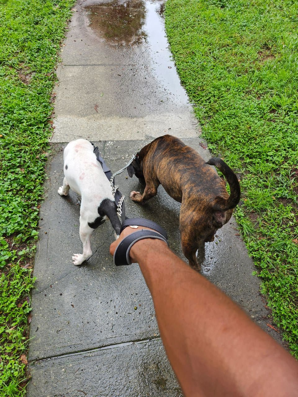 Pet travel photo 4