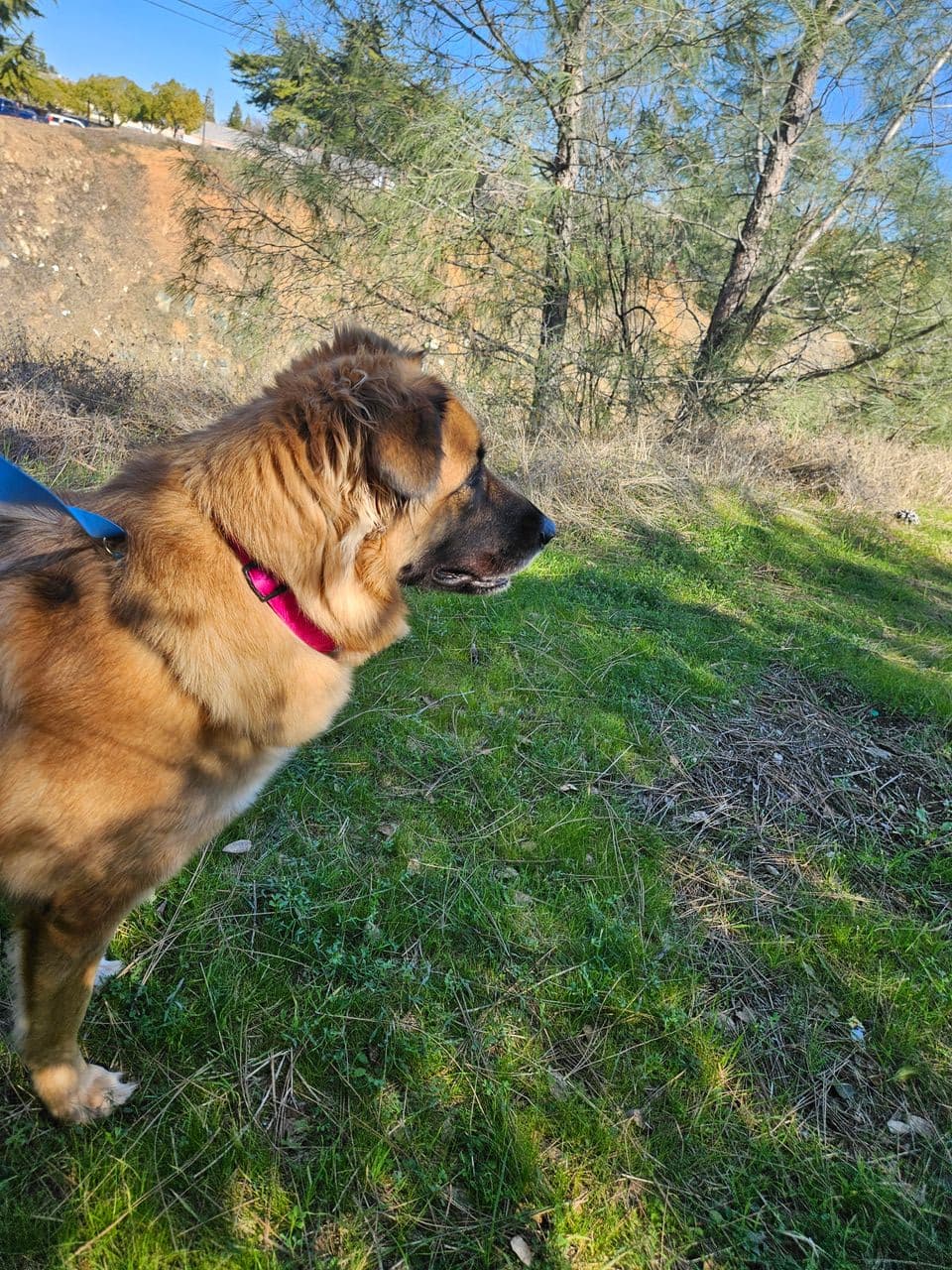 Pet travel photo 1