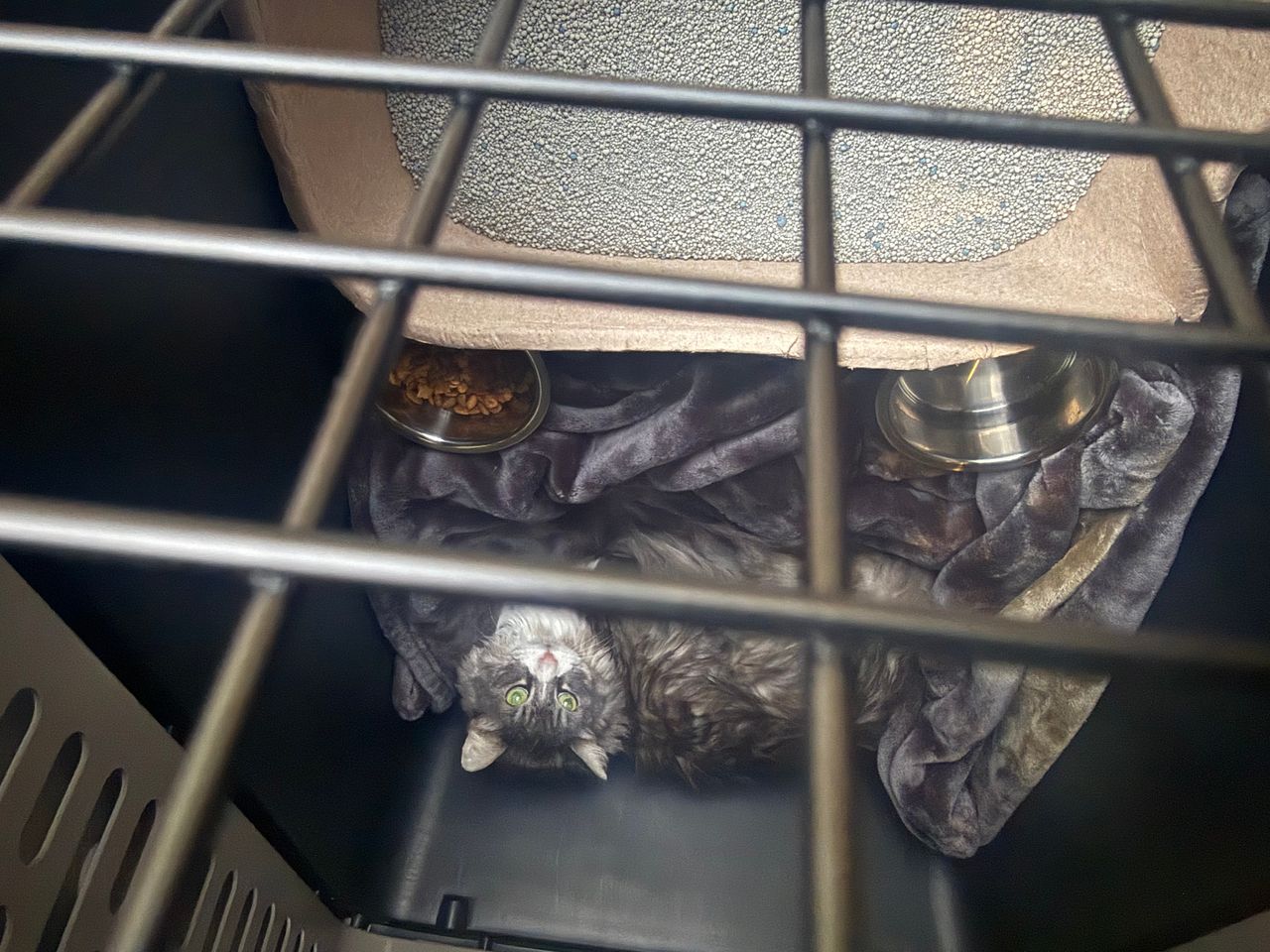 Pet travel photo 2