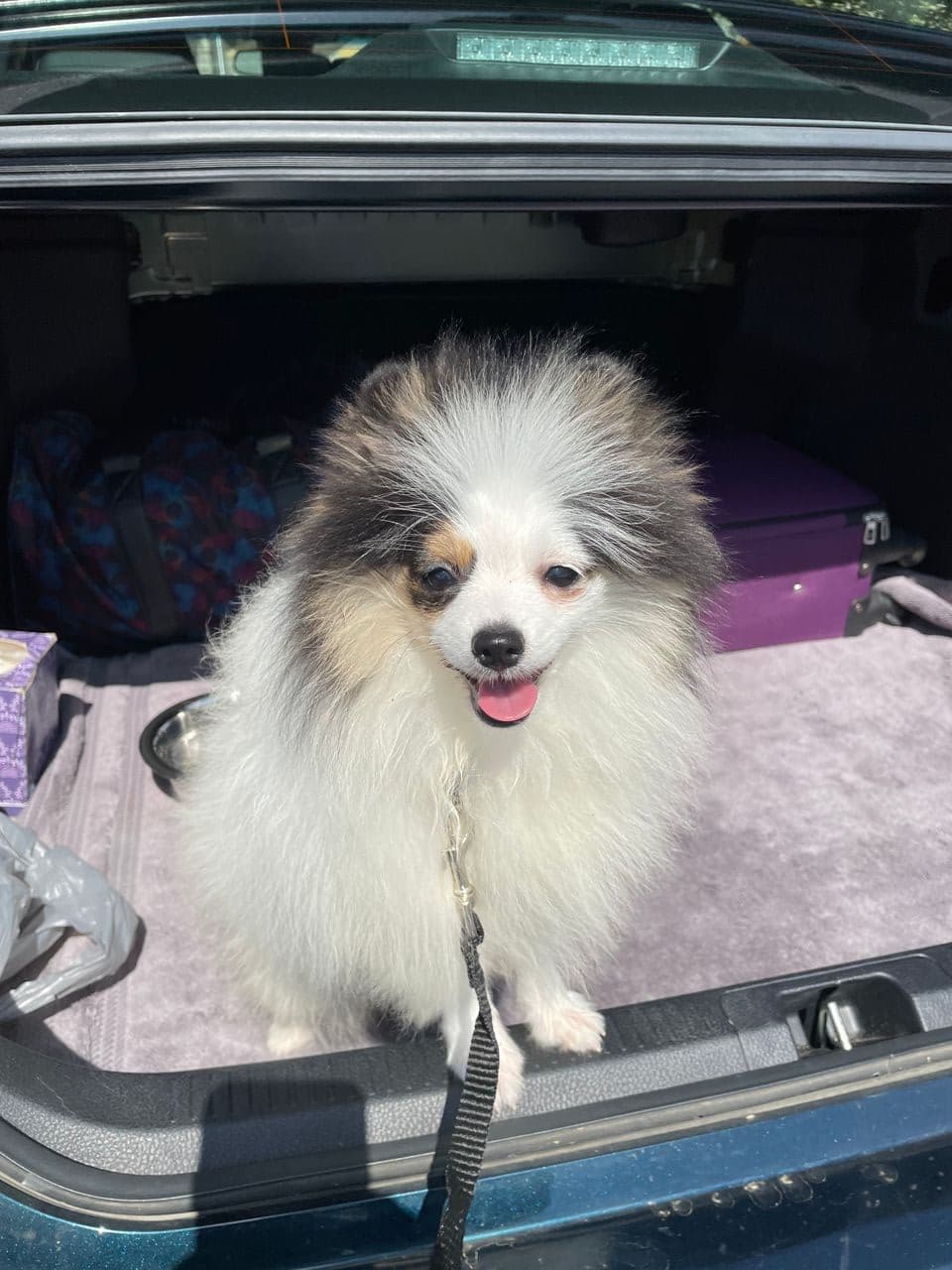 Pet travel photo 3