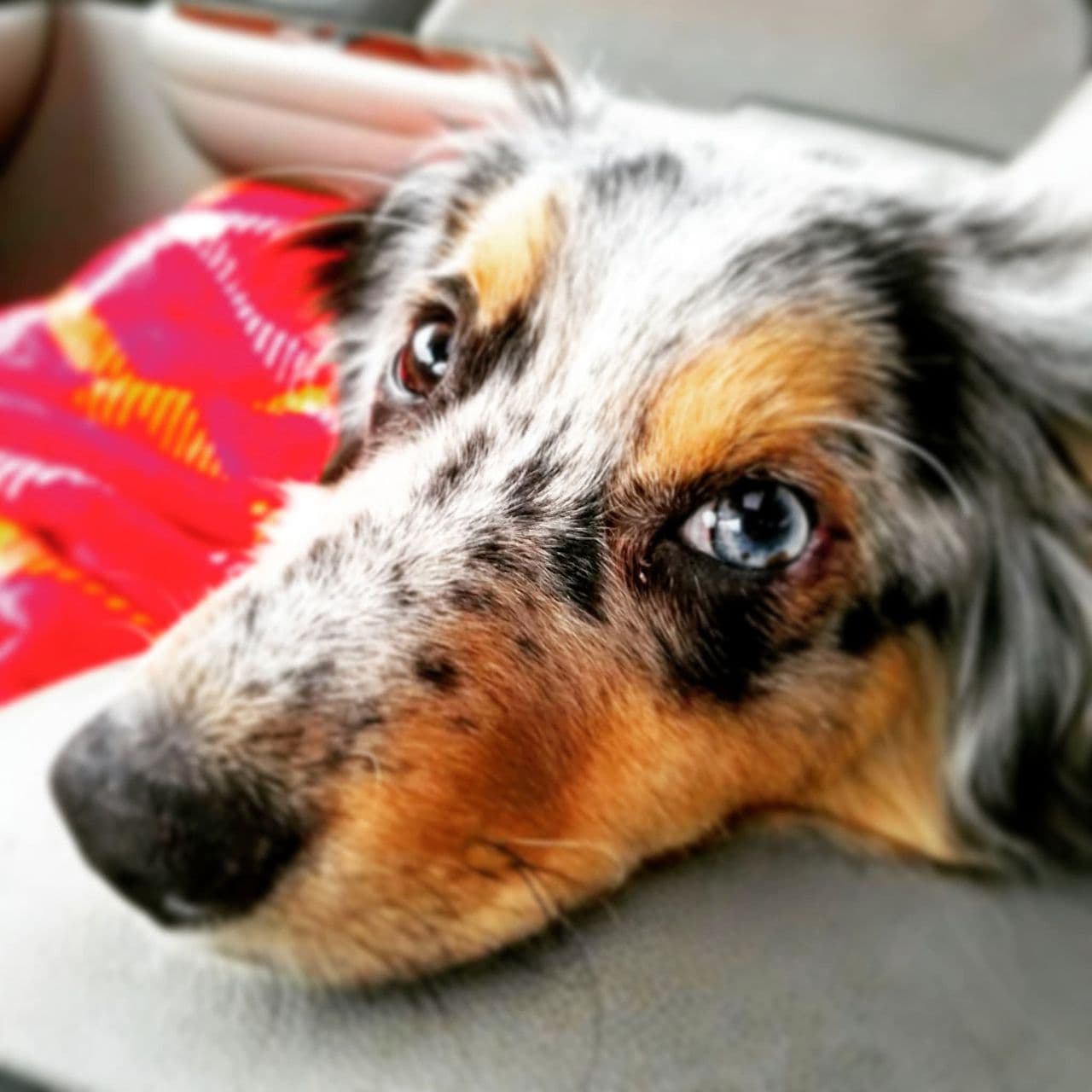 Pet travel photo 5