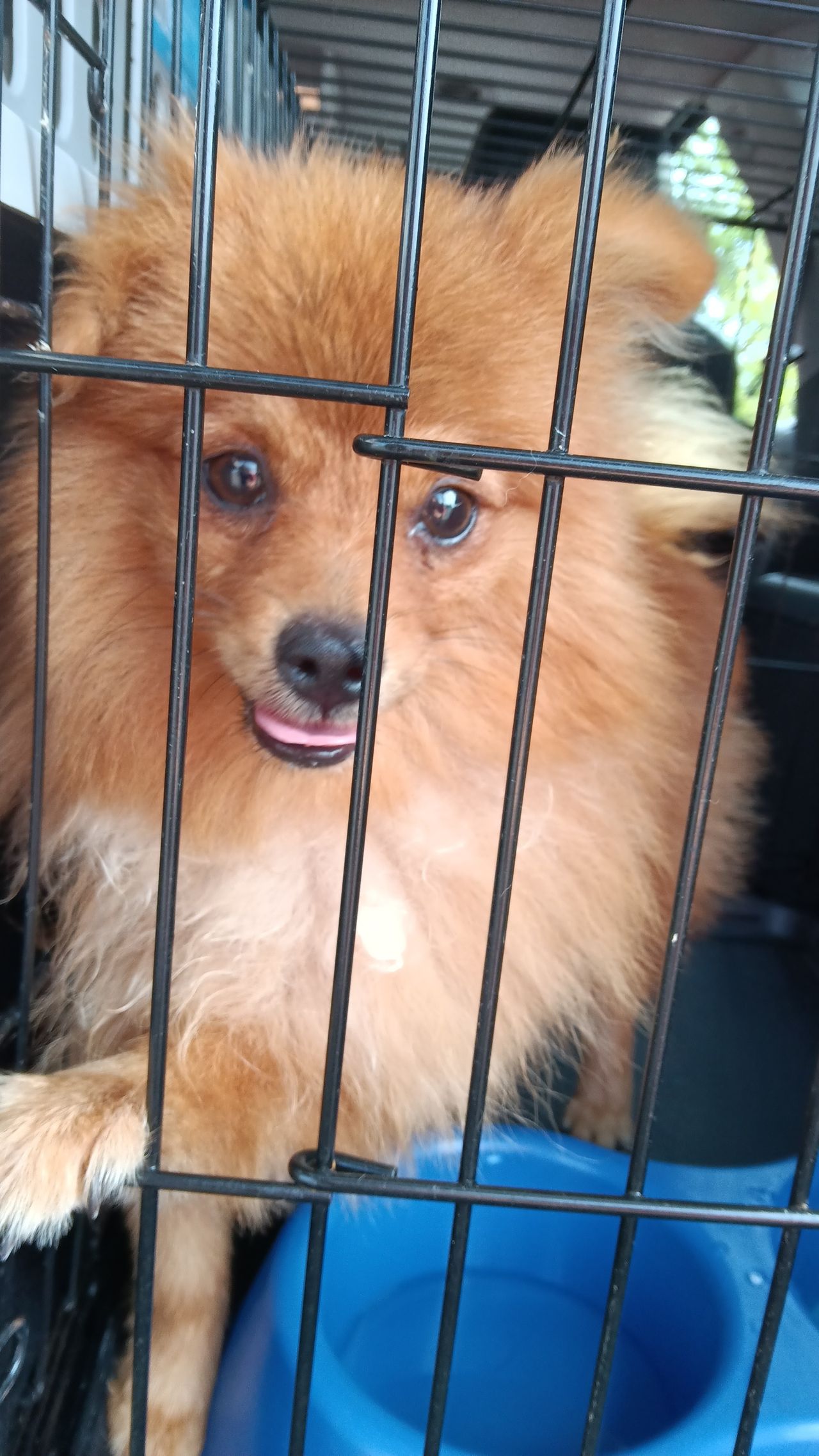 Pet travel photo 1