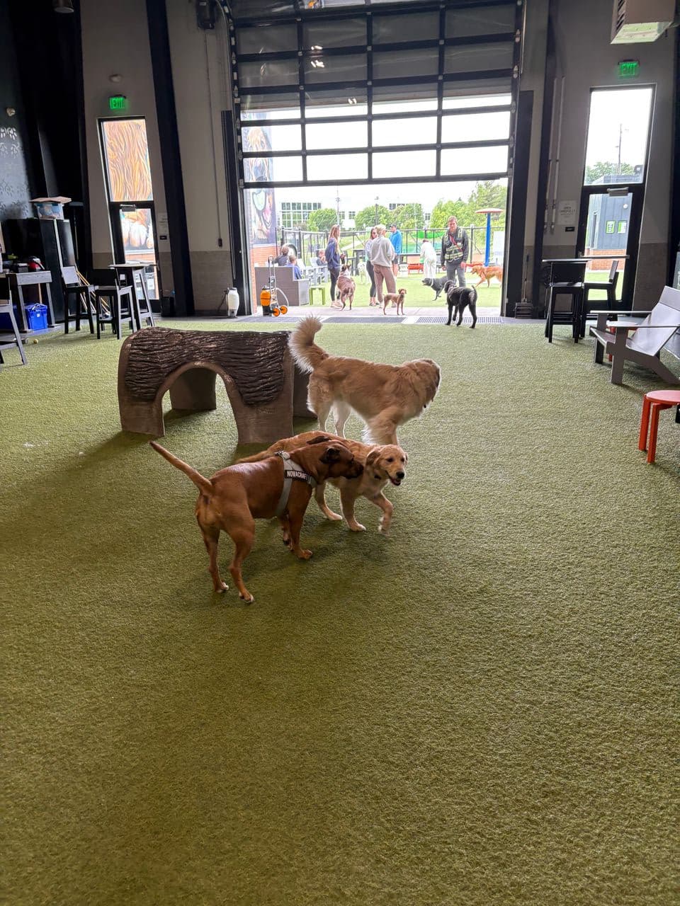 Pet travel photo 1