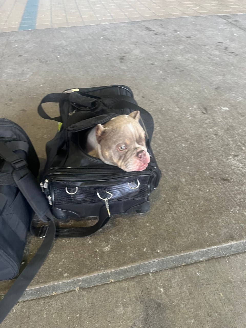 Pet travel photo 1