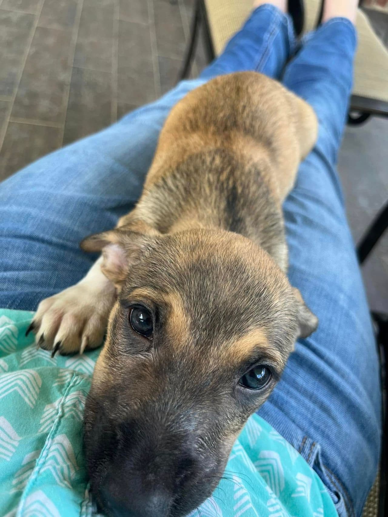 Pet travel photo 5