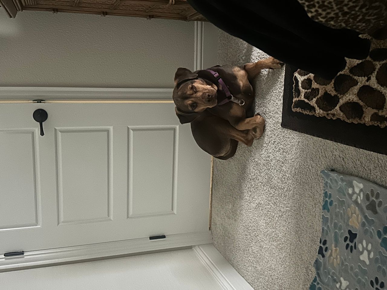 Pet travel photo 3