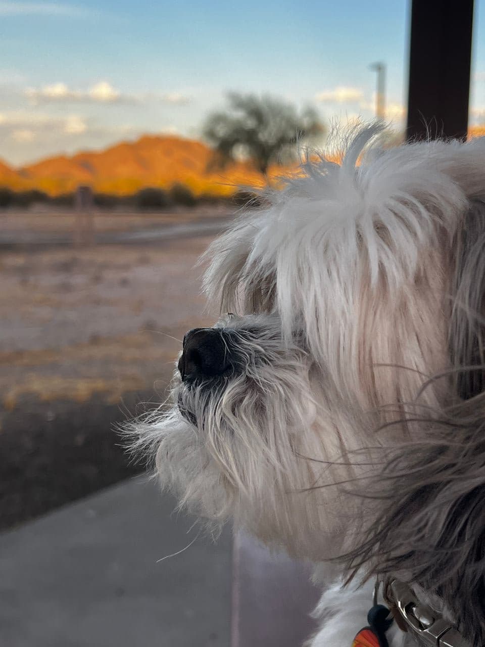 Pet travel photo 3