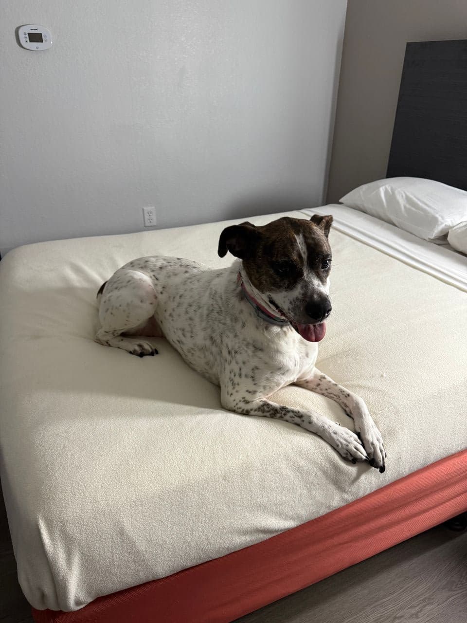 Pet travel photo 5