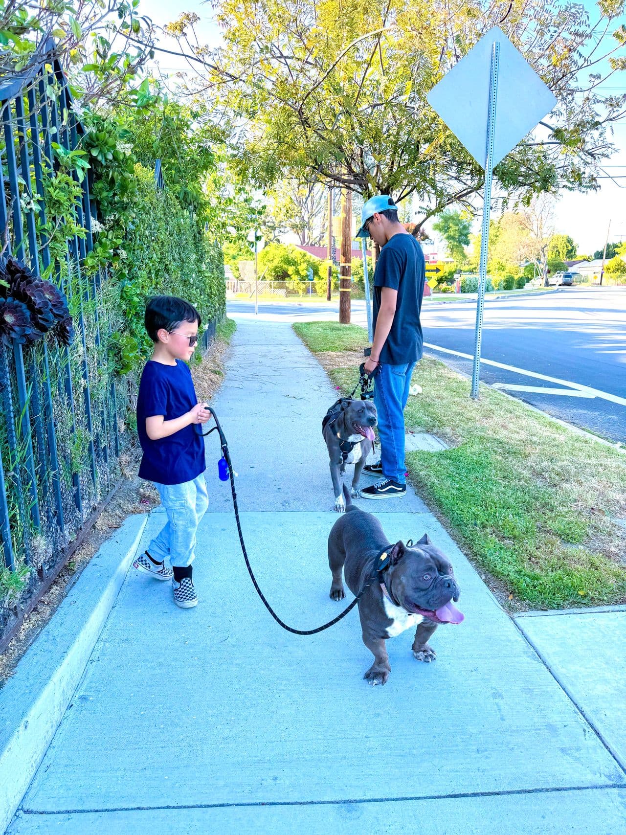 Pet travel photo 4
