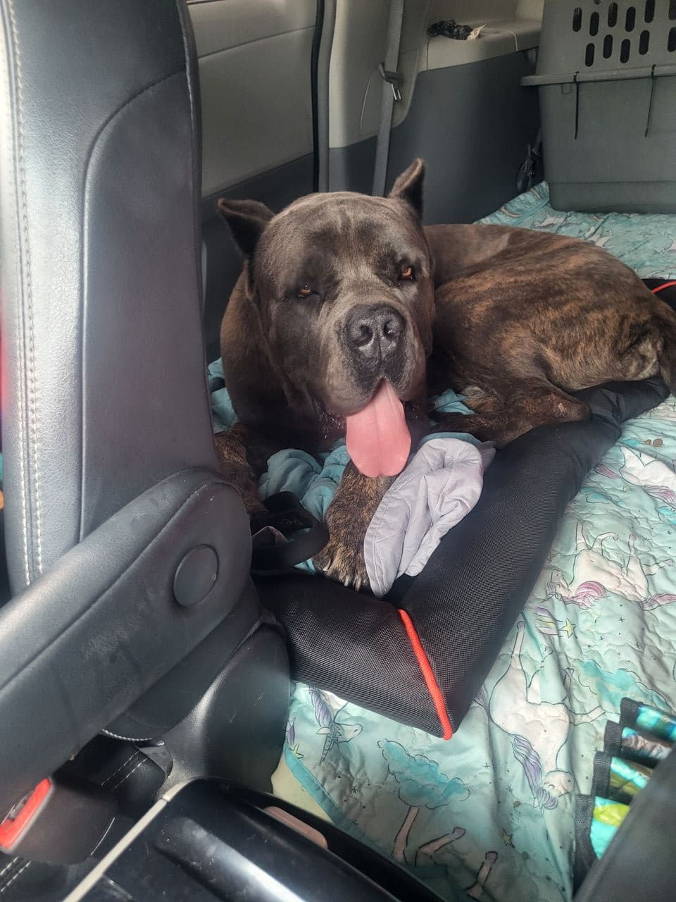 Pet travel photo 5