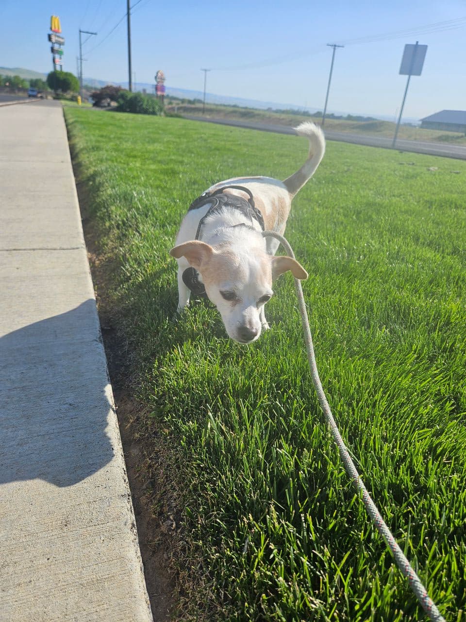 Pet travel photo 3