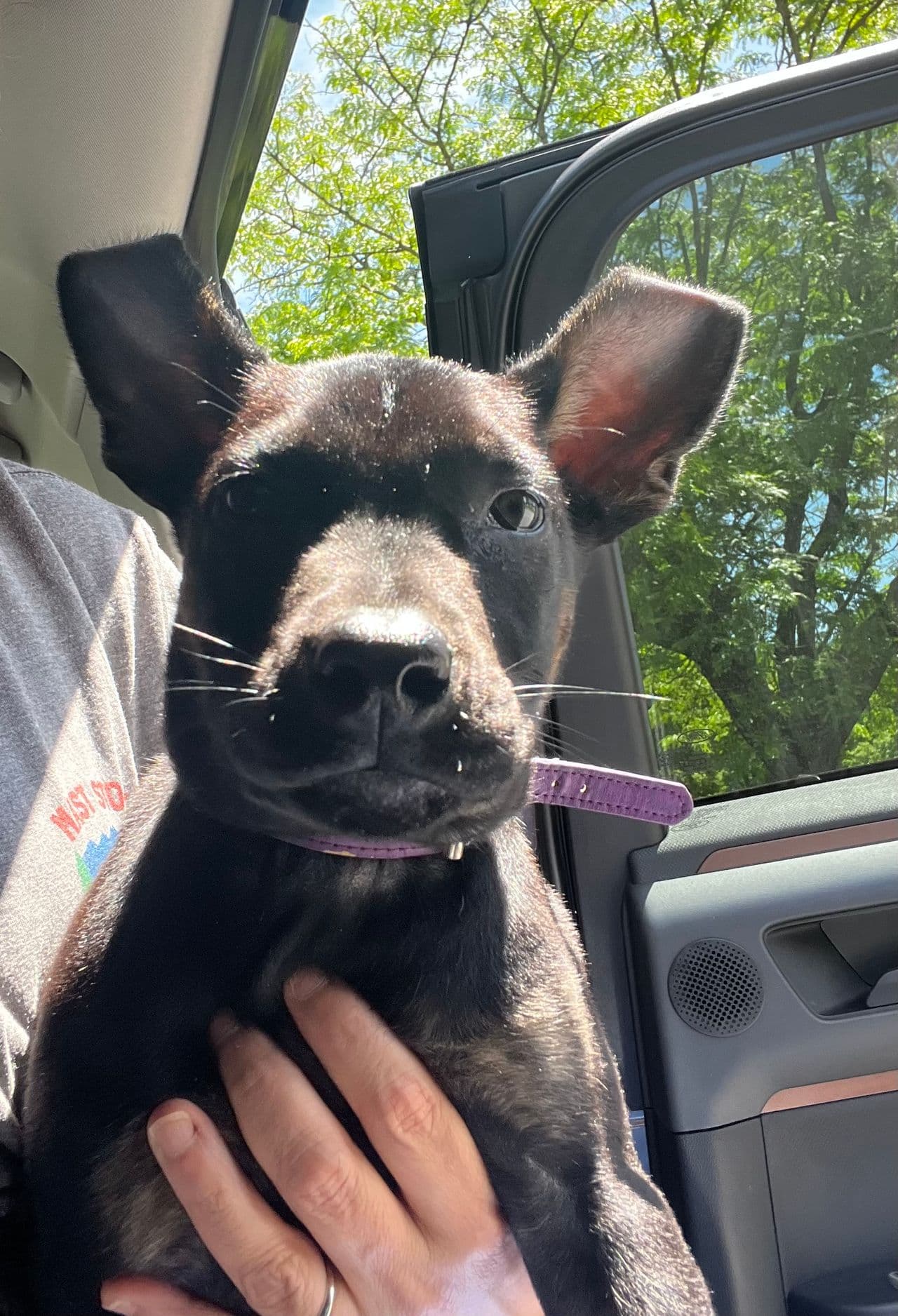 Pet travel photo 5