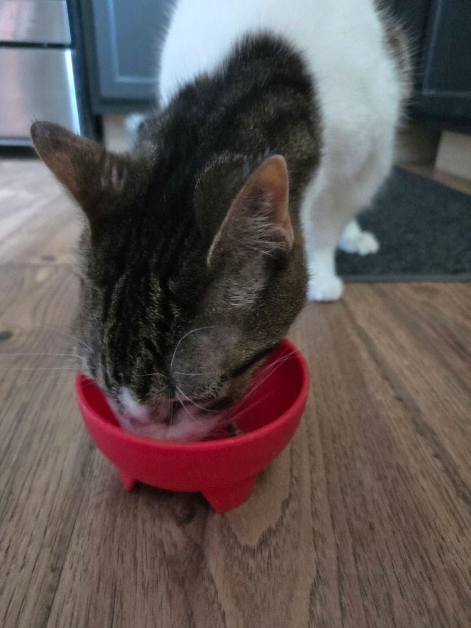 Pet travel photo 1