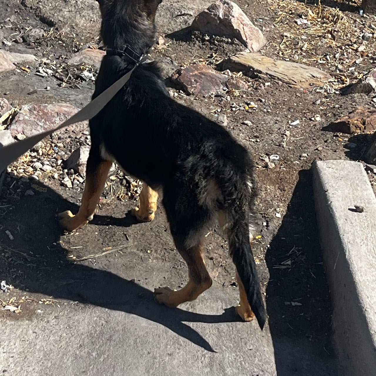 Pet travel photo 5