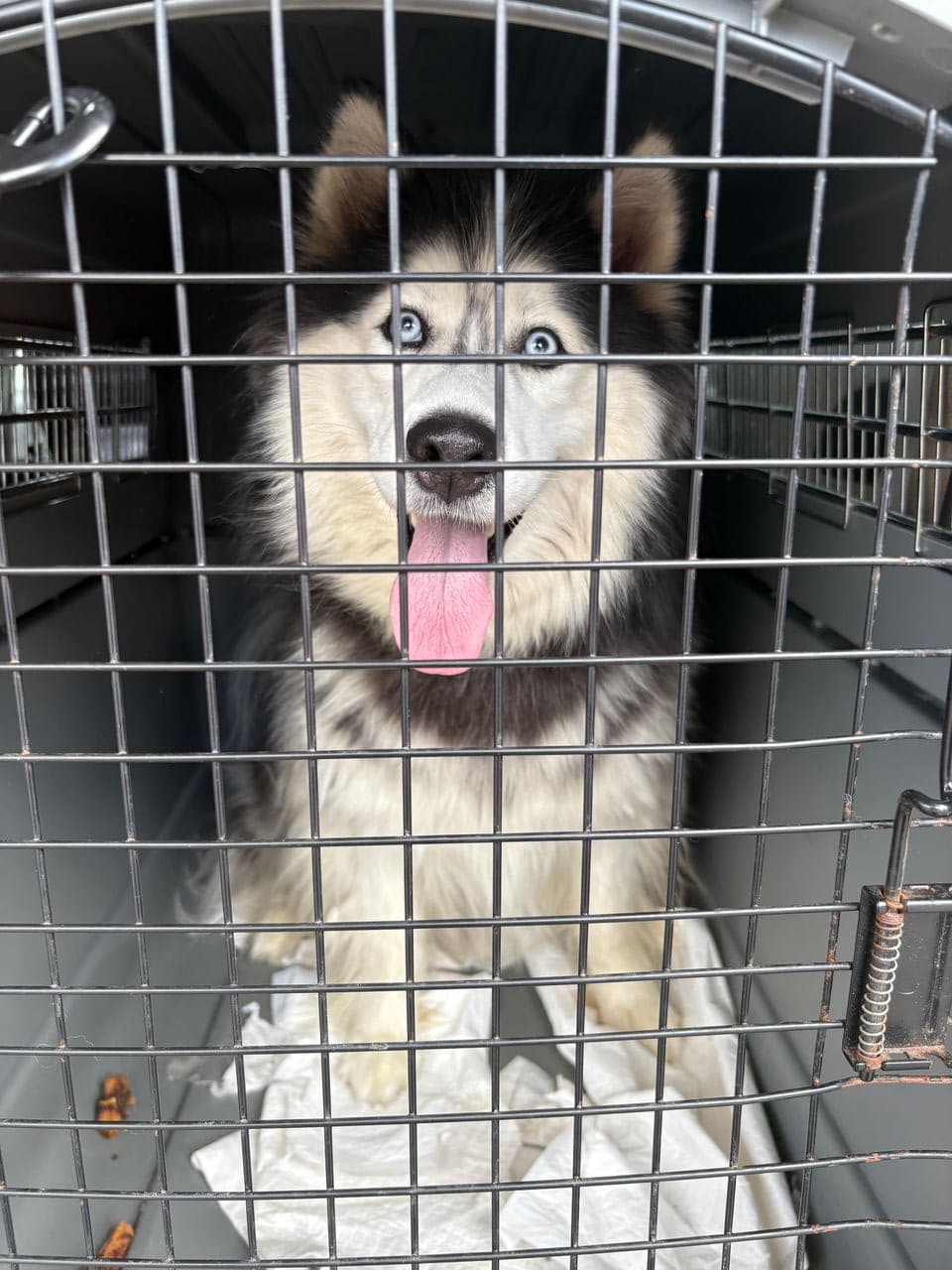Pet travel photo 2