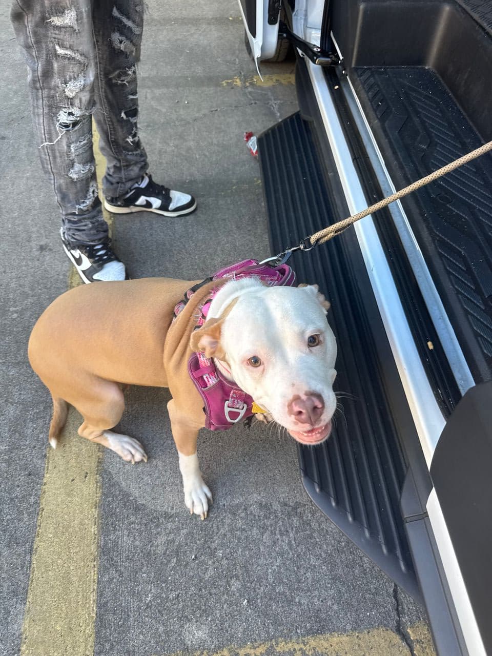 Pet travel photo 2