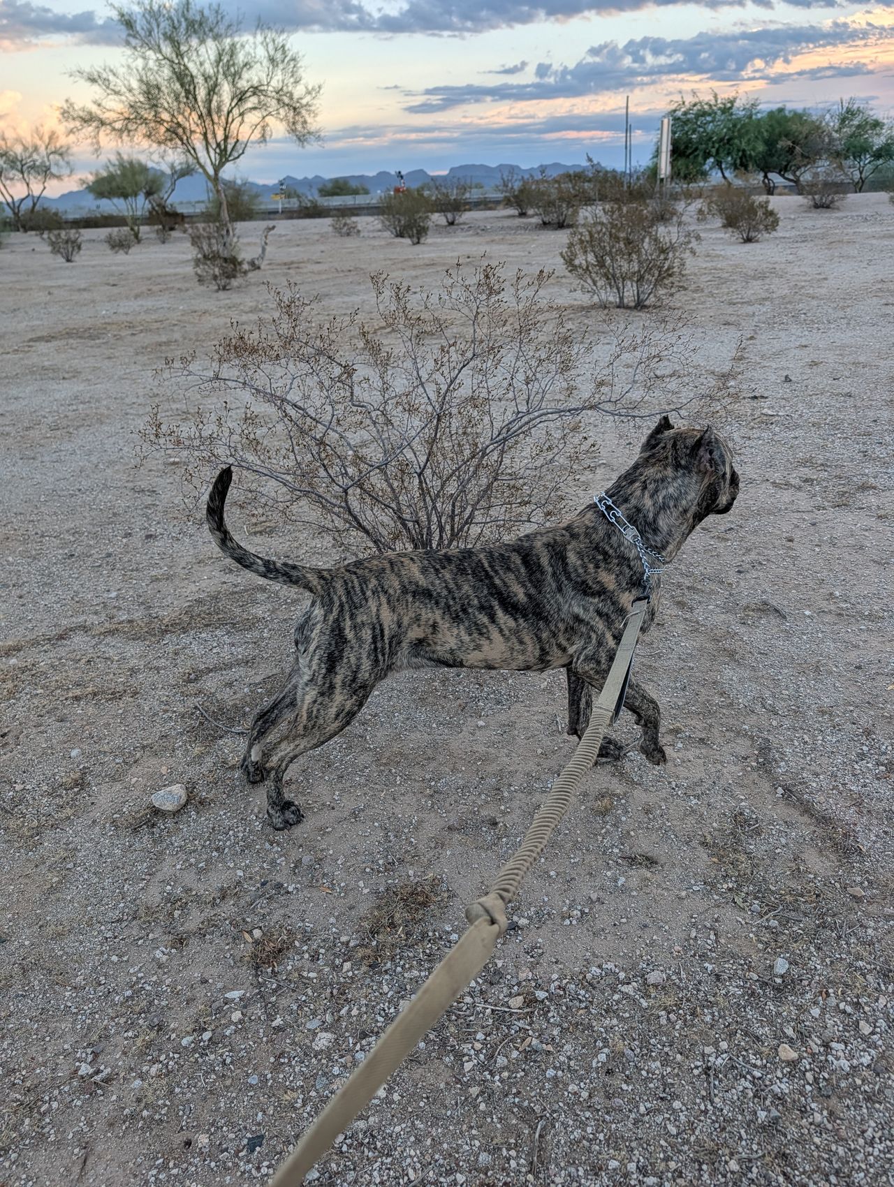 Pet travel photo 1