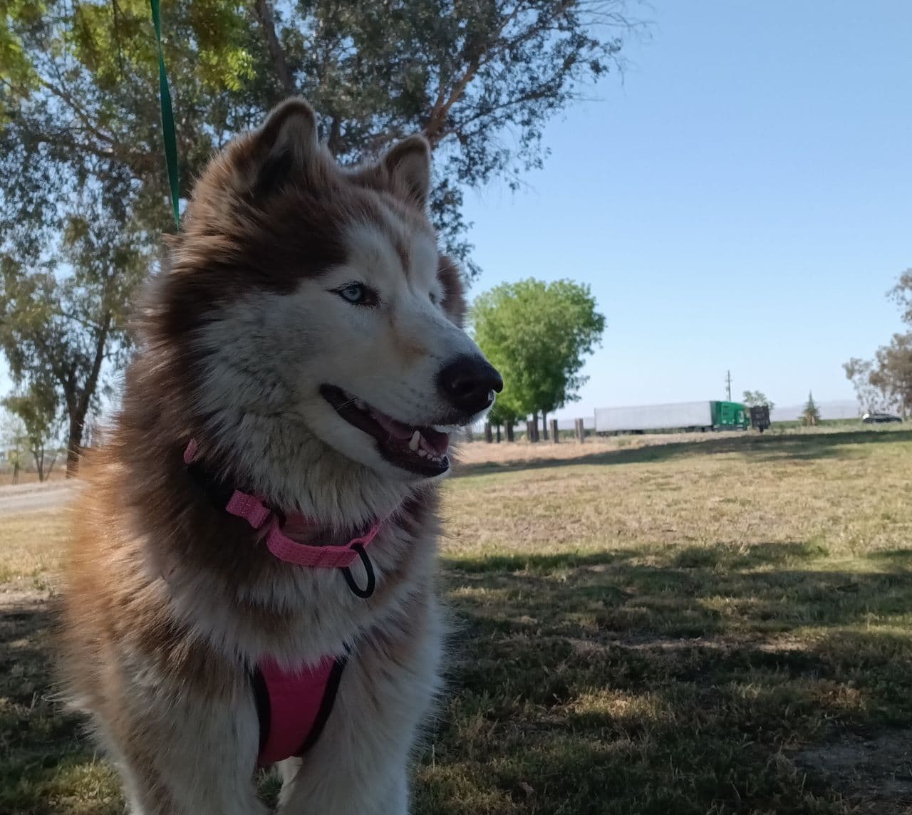 Pet travel photo 5