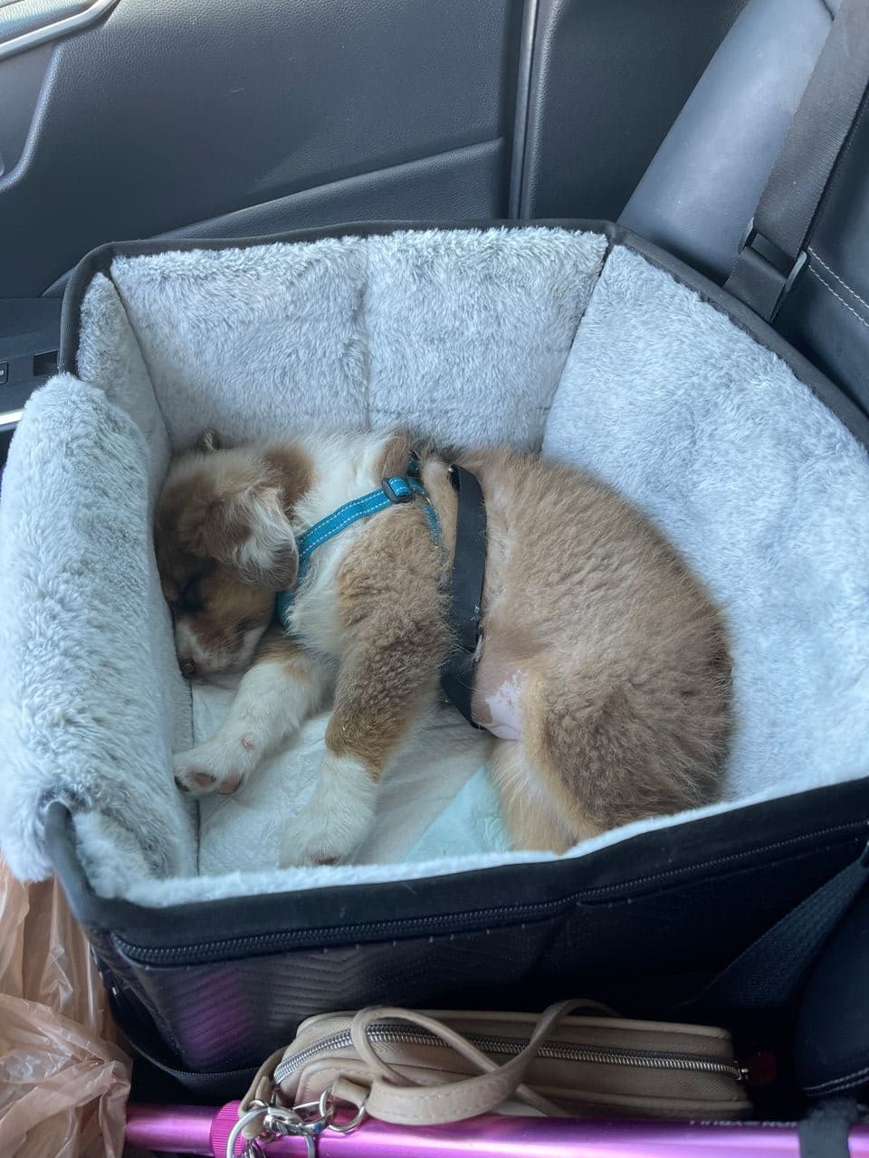 Pet travel photo 2
