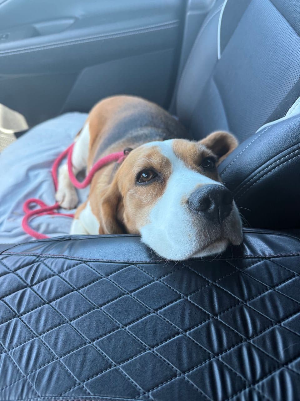 Pet travel photo 1