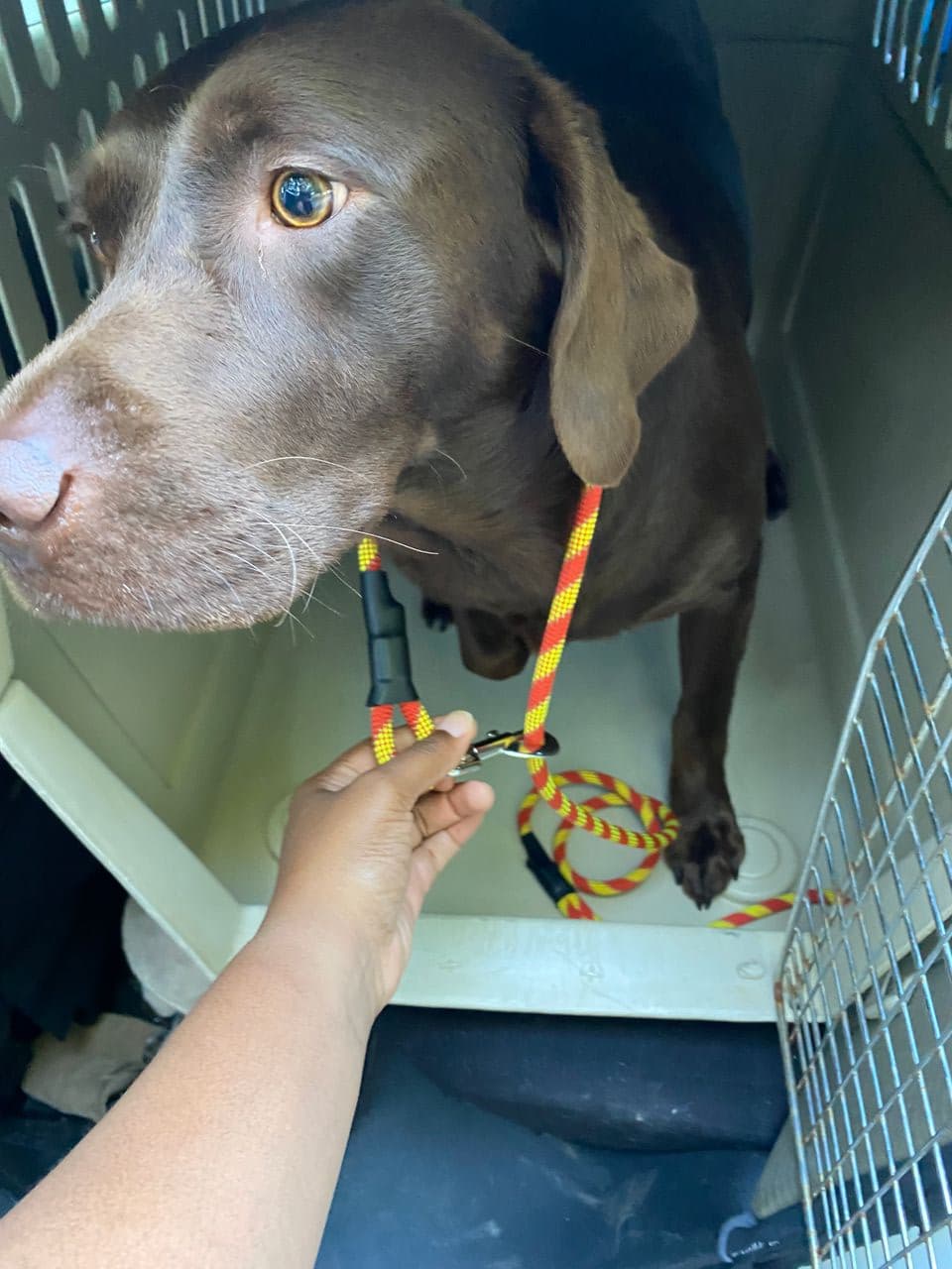 Pet travel photo 2